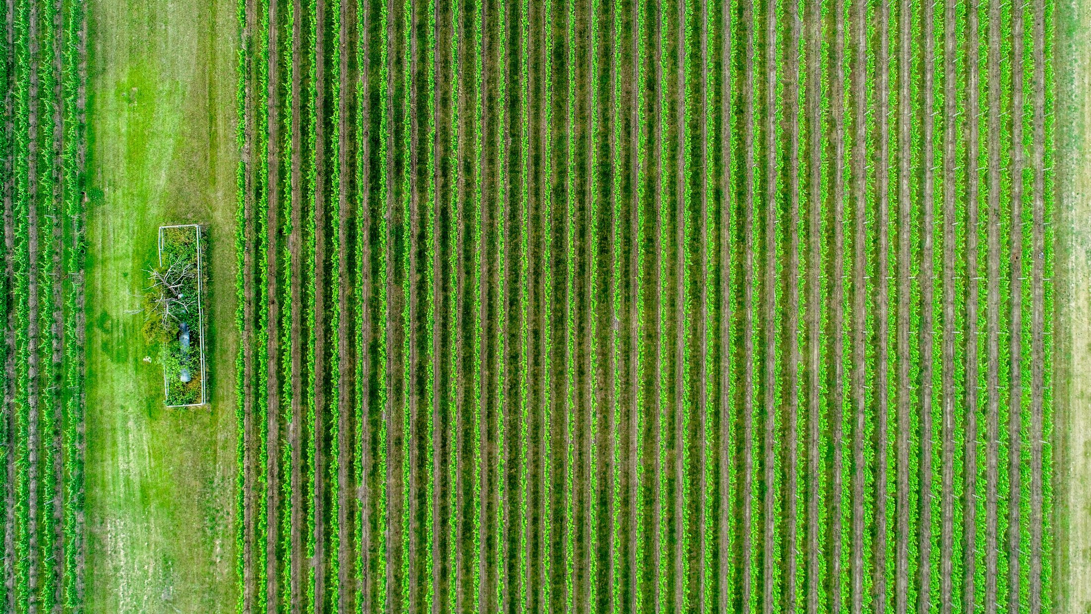 Green agricultural fields seen from above